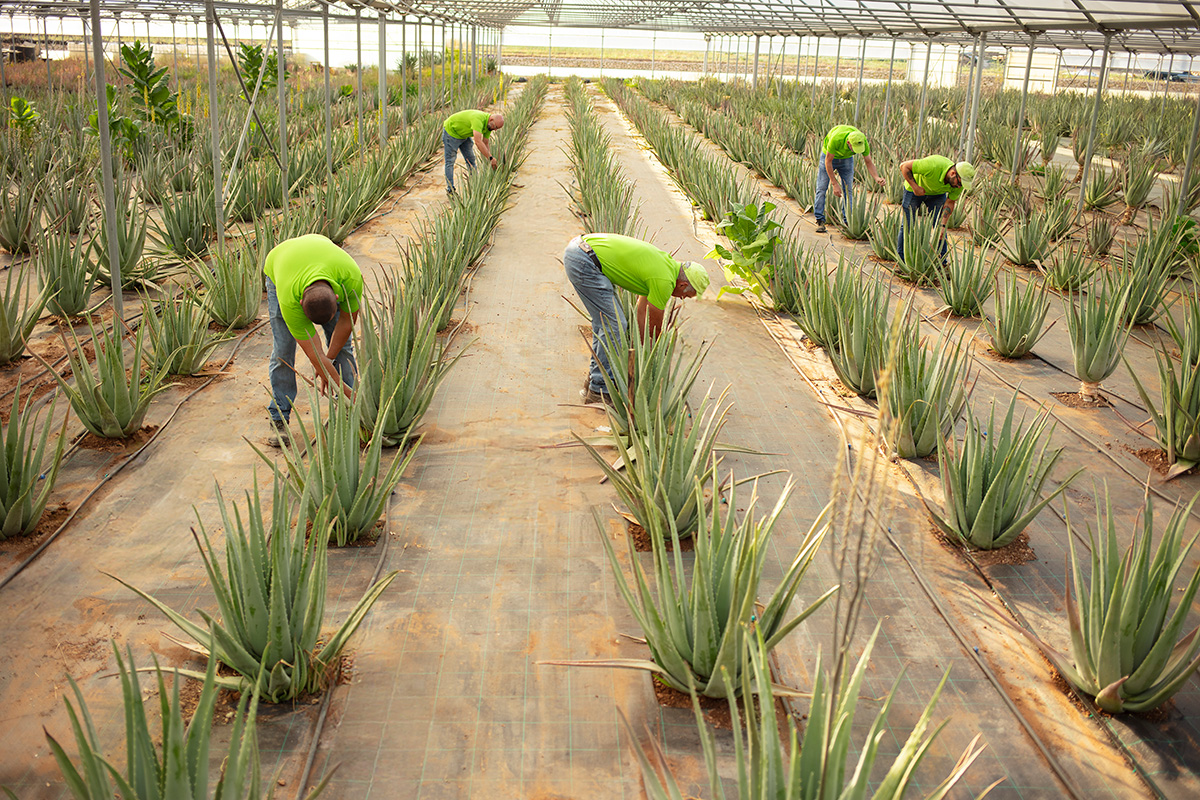 Organic and Regenerative Farming